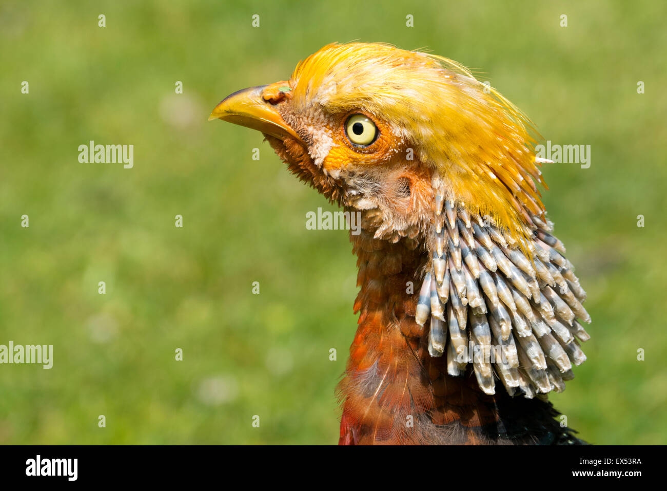 Golden pheasant, Chrysolophus pictus, close up Stock Photo