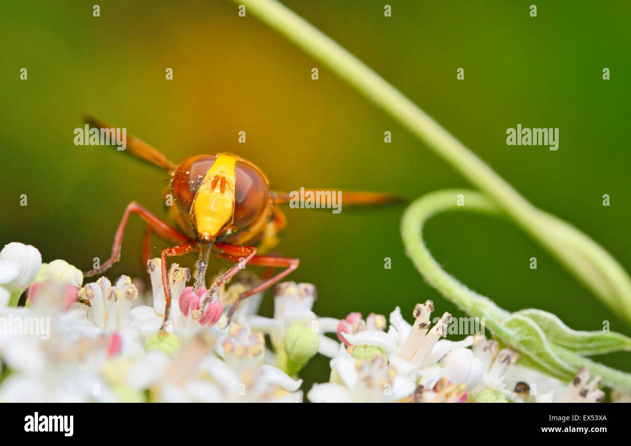 Wild Hornet on flower in forest Stock Photo