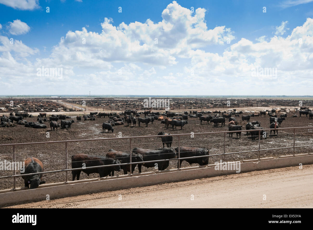 Beef Feedyard near North Platt, Nebraska, USA Stock Photo Alamy