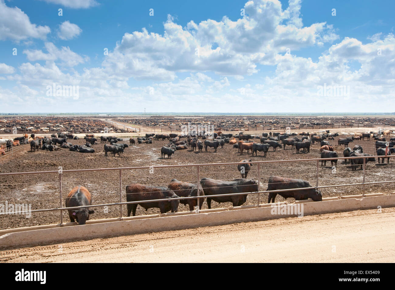 Beef Feedyard near North Platt, Nebraska, USA Stock Photo Alamy