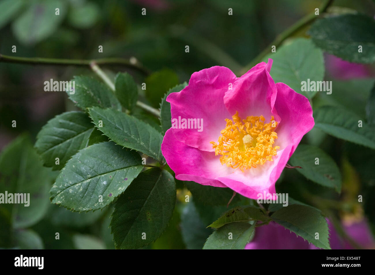 Rosa 'Complicata' flowers in an English garden. Stock Photo