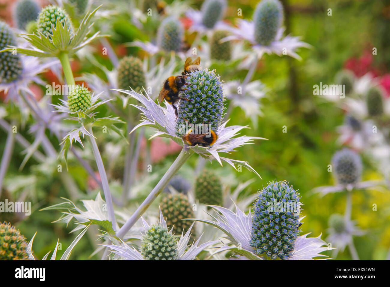 Blue thistle flowers with bees Stock Photo