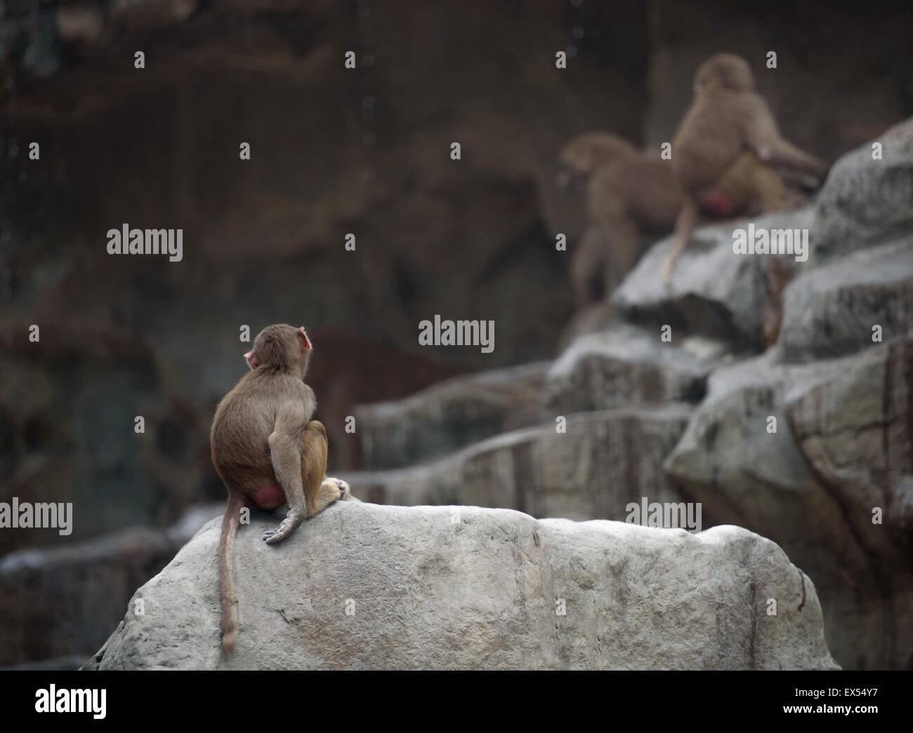 Baby monkey of Hamadryas baboon sitting in a sad and lonely pose Stock Photo