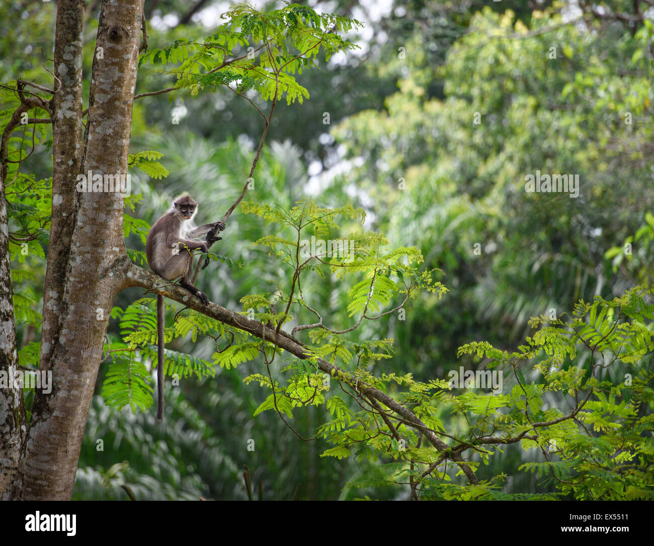 Tropical rainforest with a monkey sitting on a tree Stock Photo