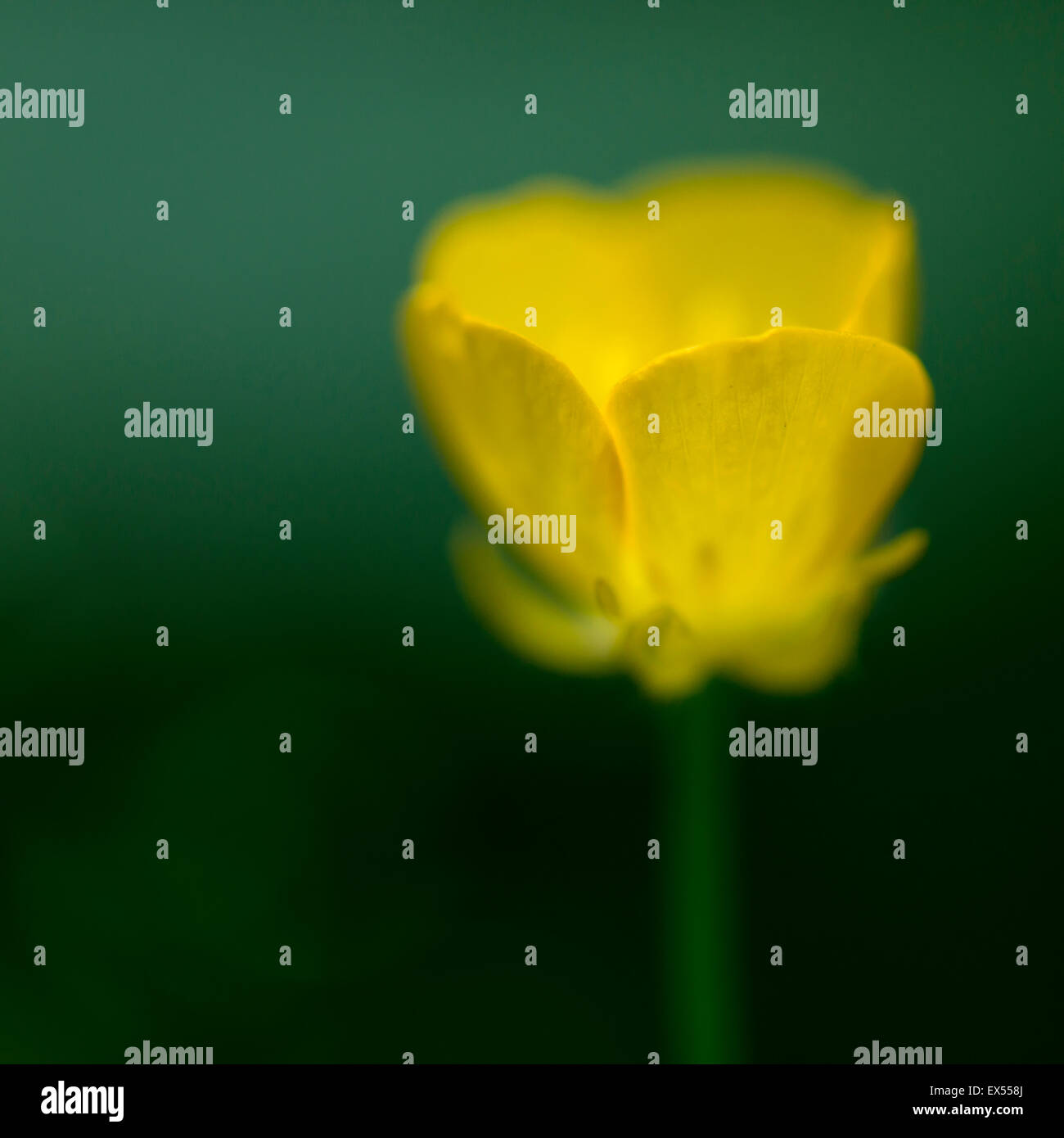 Abstract yellow Forest Buttercup flower Stock Photo