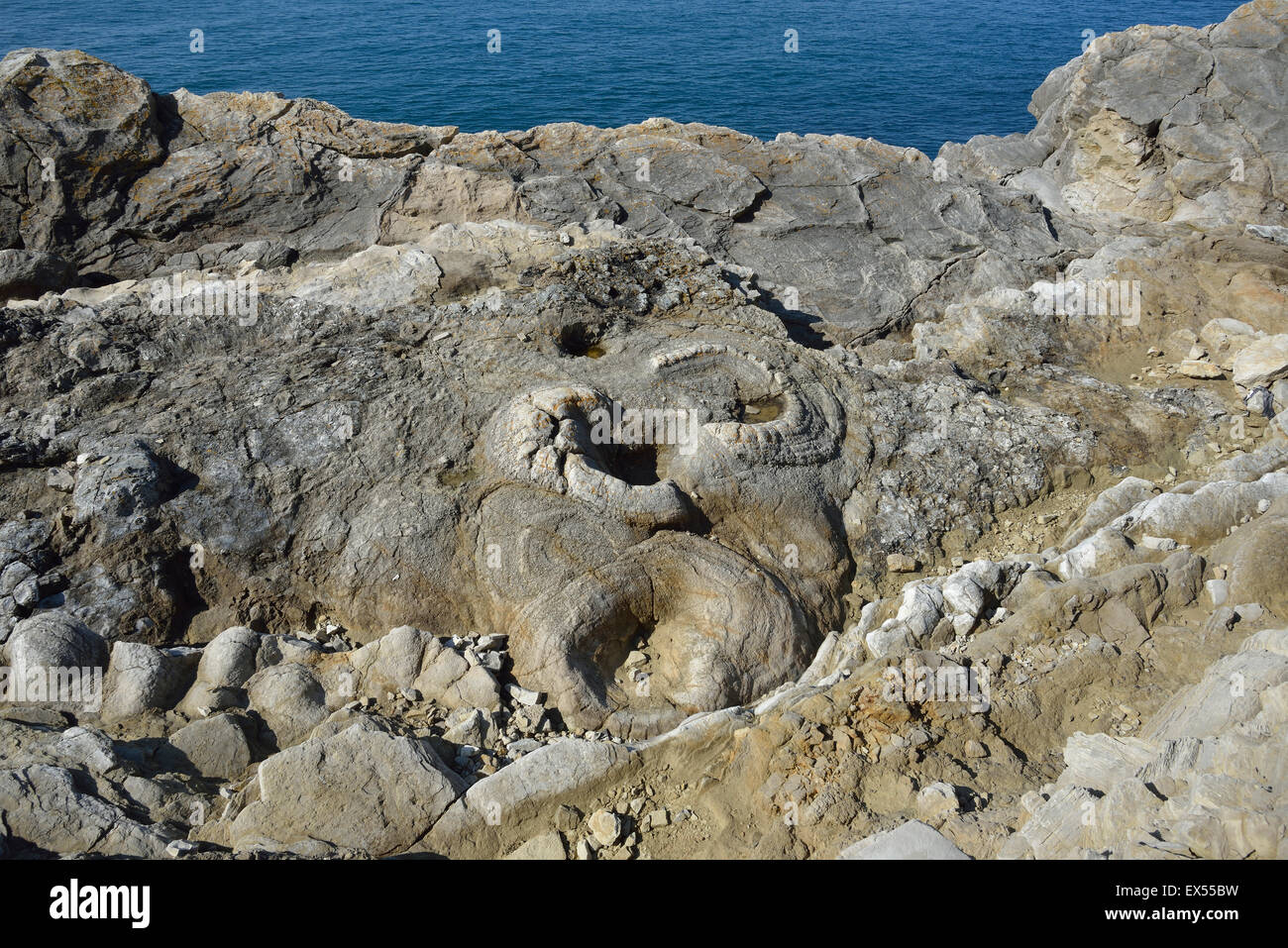 Fossil Forest near Lulworth Cove Petrified remains of a 140 milion year old tree stumps Stock