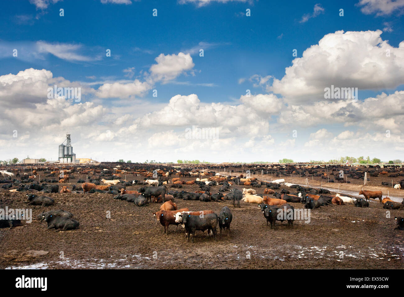 Beef Feedyard near North Platt, Nebraska, USA Stock Photo Alamy