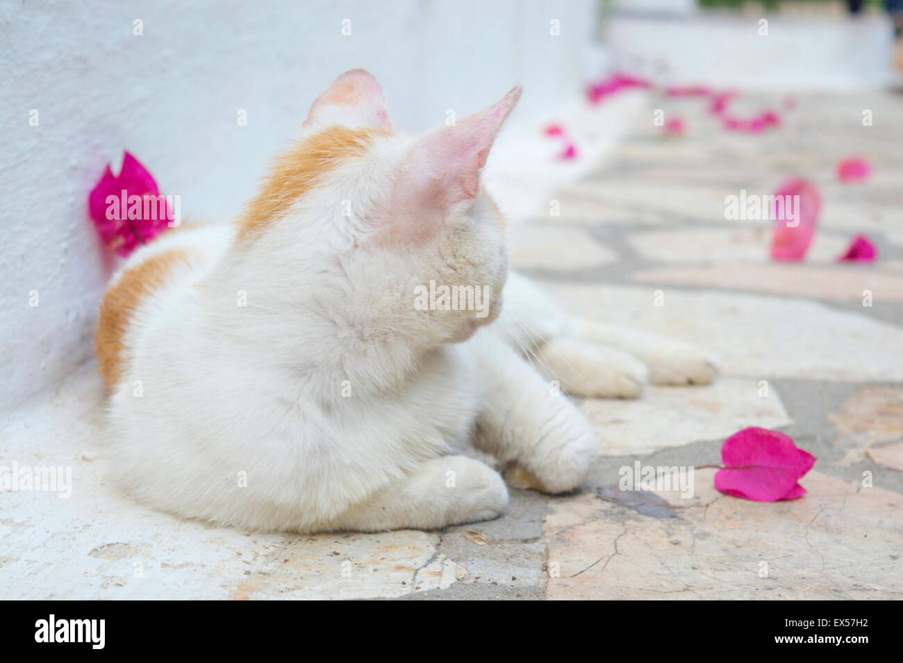 Cat lying at concrete floor covered with pink flower petals Stock Photo