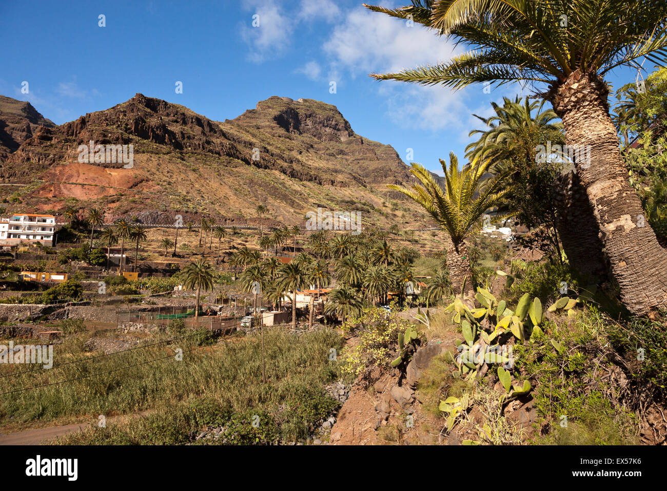 typical landscape with  terrace fields and palm trees of the valley Valle Gran Rey, La Gomera, Canary Islands, Spain, Europe Stock Photo