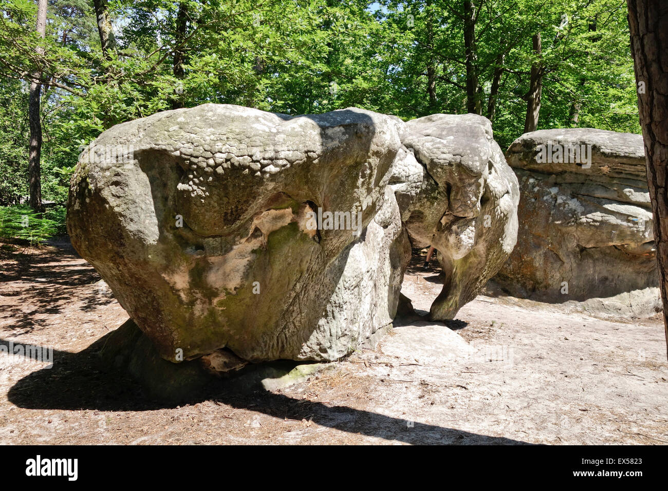 The Elephant, Sandstone boulder, bouldering, climbing, rock climbing, circuits in Fontainebleau, France. Stock Photo