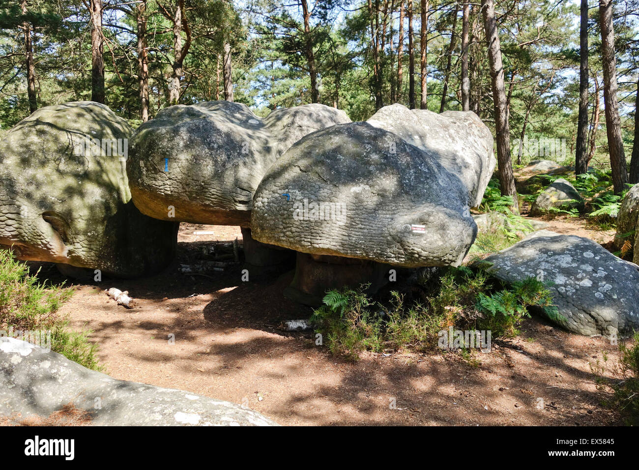 Fontainebleau boulder, bouldering, climbing, rock climbing, circuits in