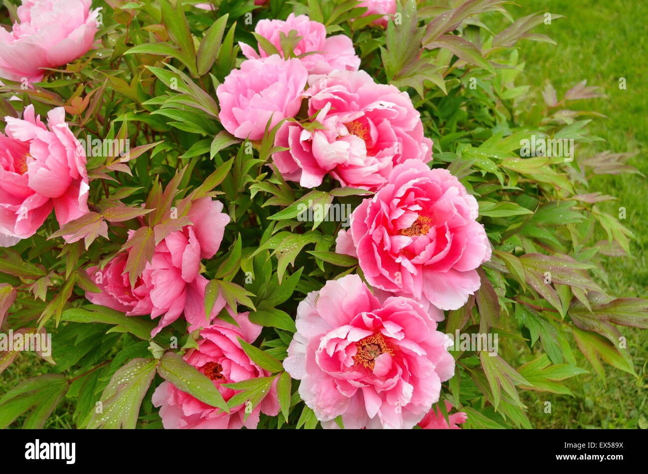 Peonies flowers in a green garden outdoors Stock Photo