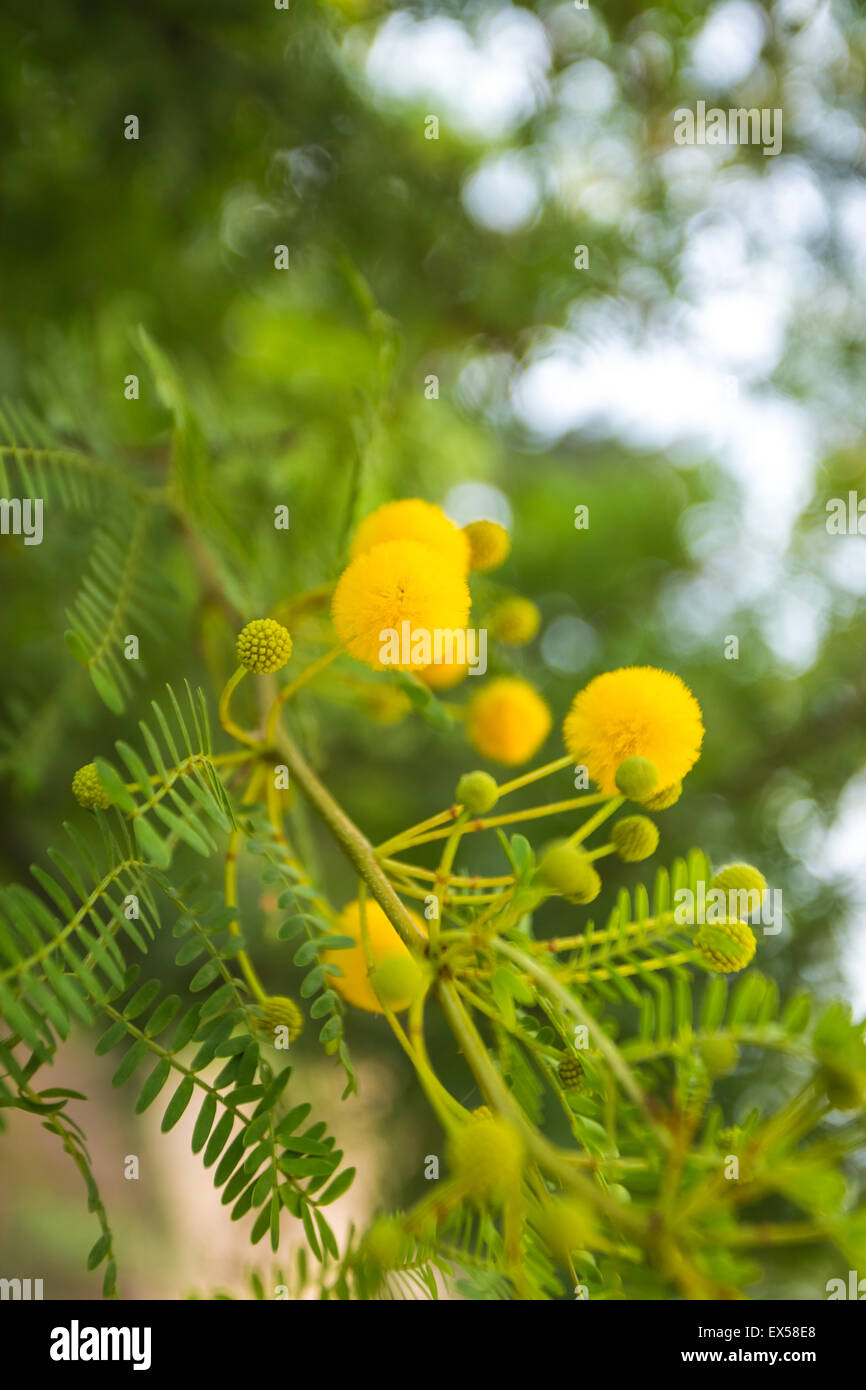 Mimosa flowers. View of beautiful yellow acacia trees on the nature. Stock Photo