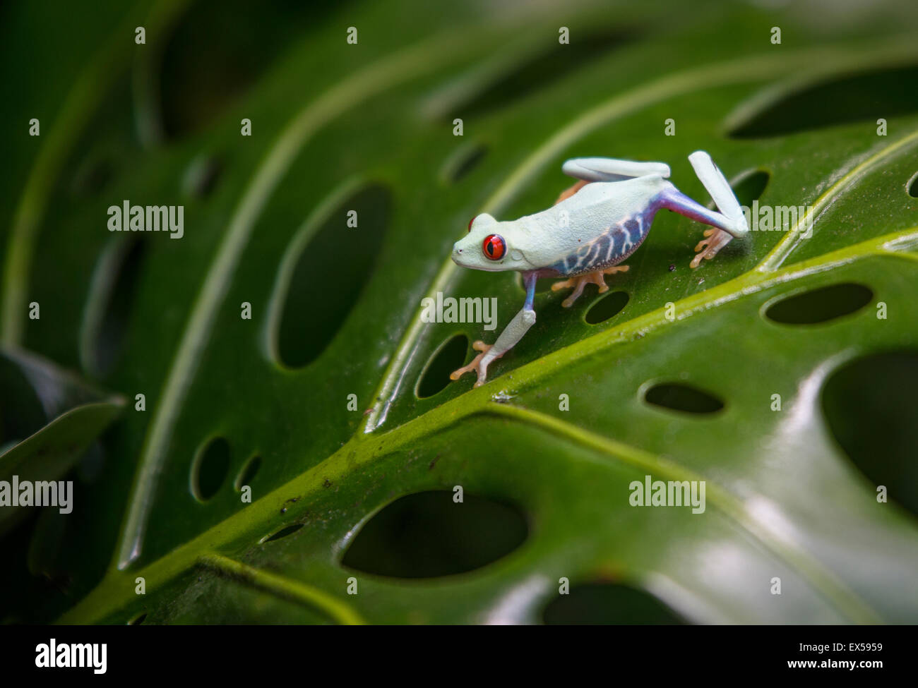 tropical background with frog Stock Photo