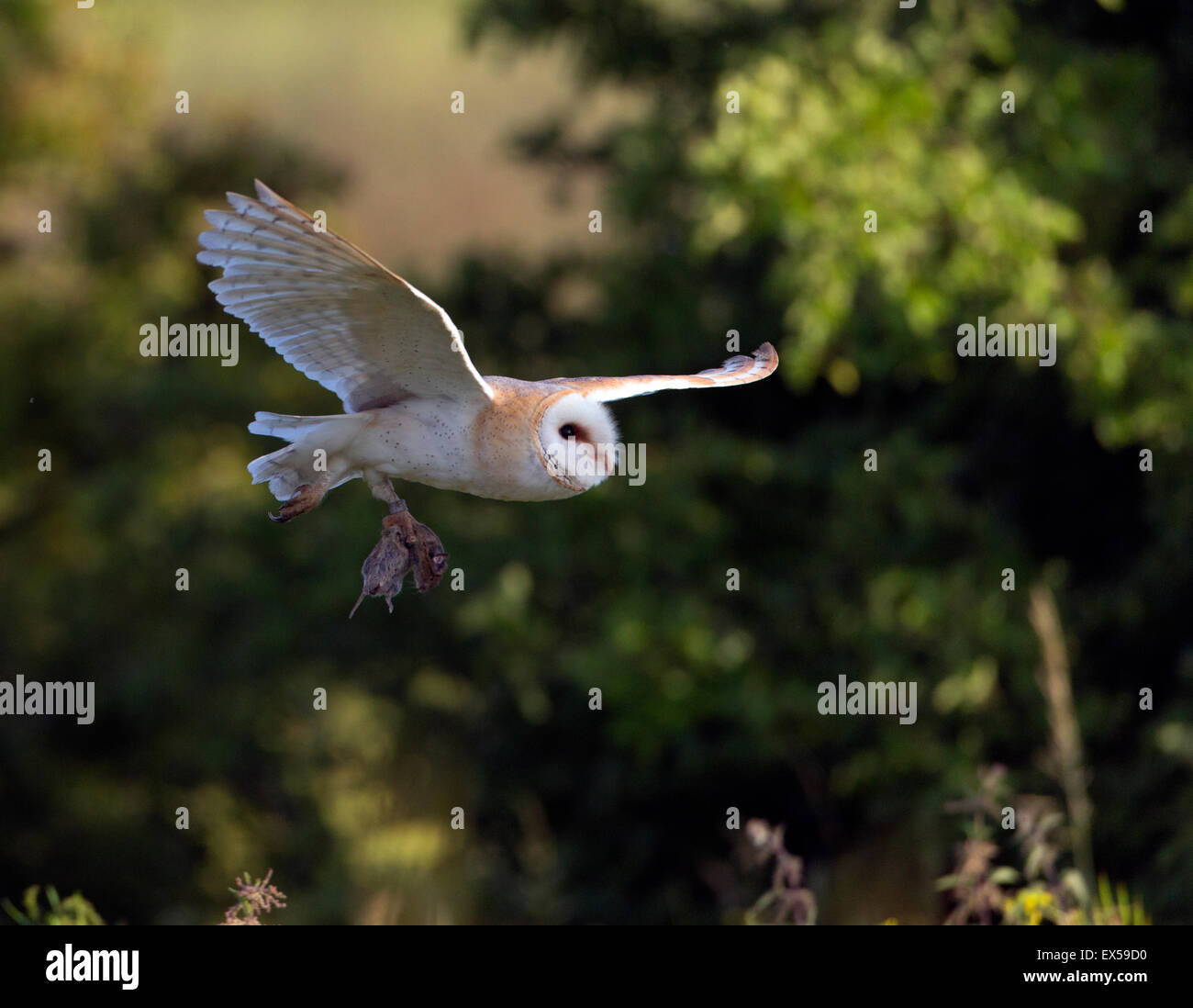 Barn Owl (Tyto alba)  in flight with prey. French: Effraie des clochers German: Schleiereule Spanish: Lechuza común Stock Photo