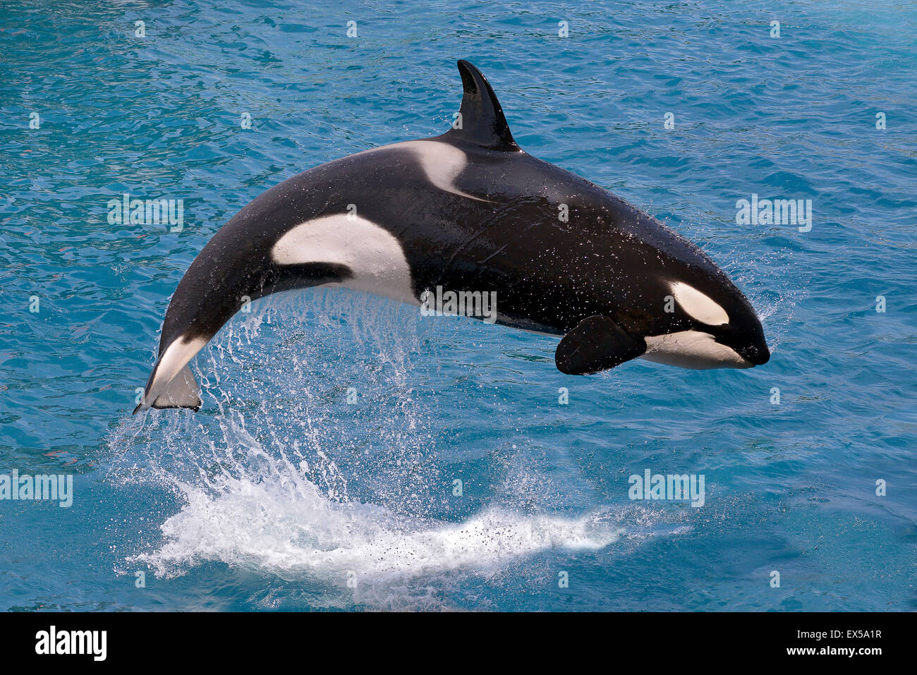 Killer whale jumping out of water Stock Photo