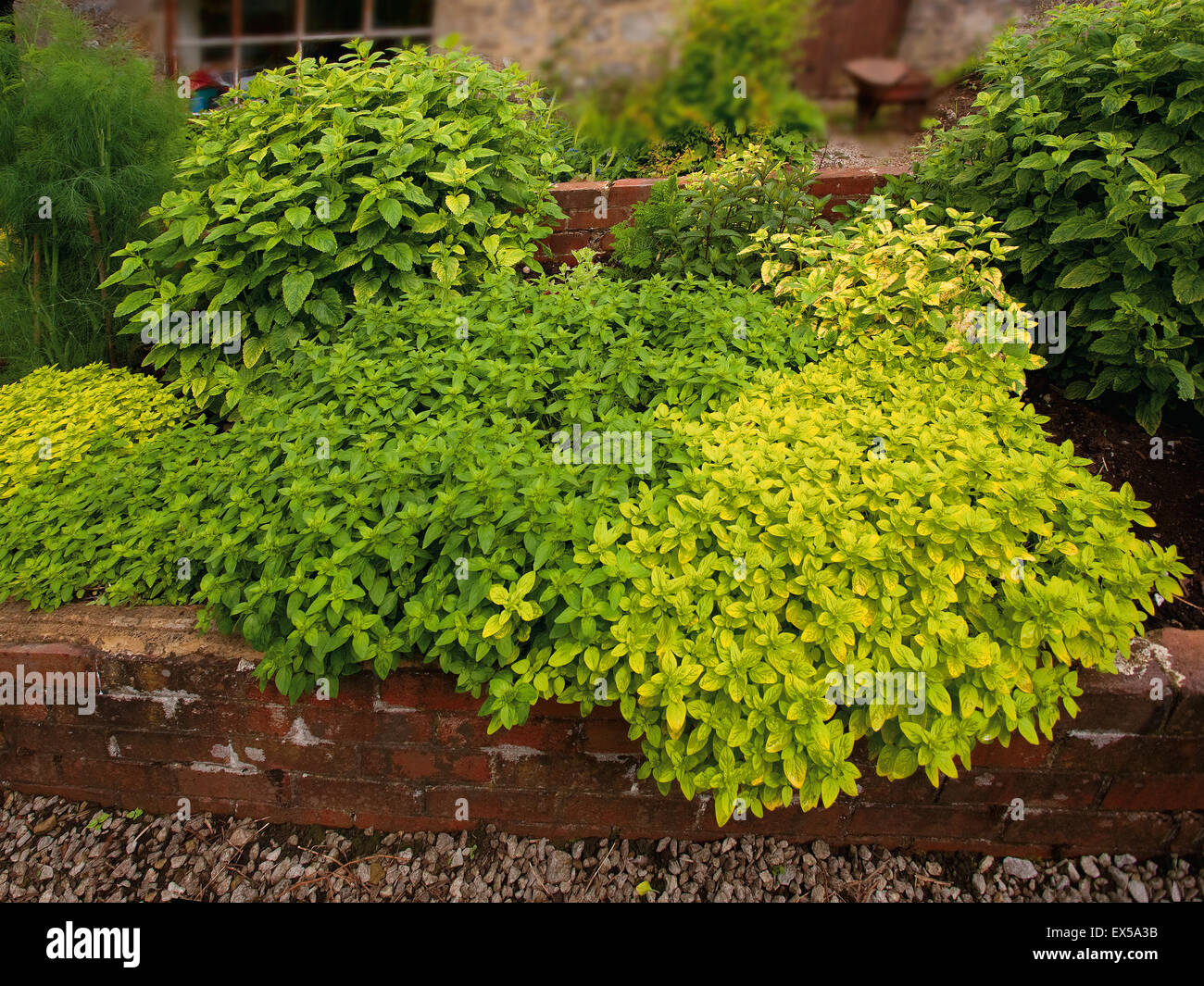 Bed of herbs in garden Stock Photo