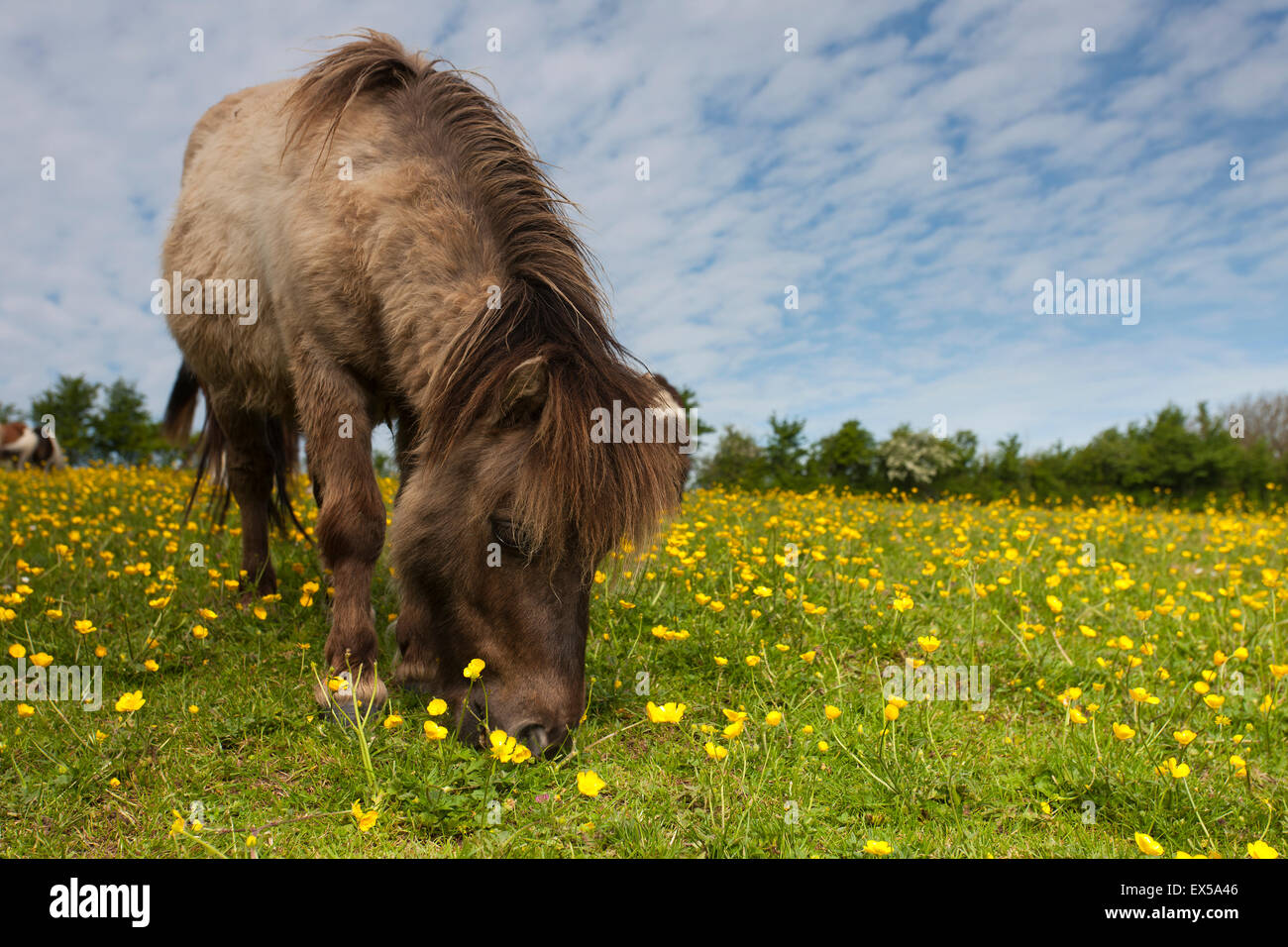A grazing miniature pony Stock Photo