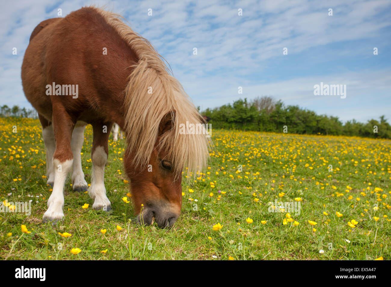 A grazing miniature pony Stock Photo