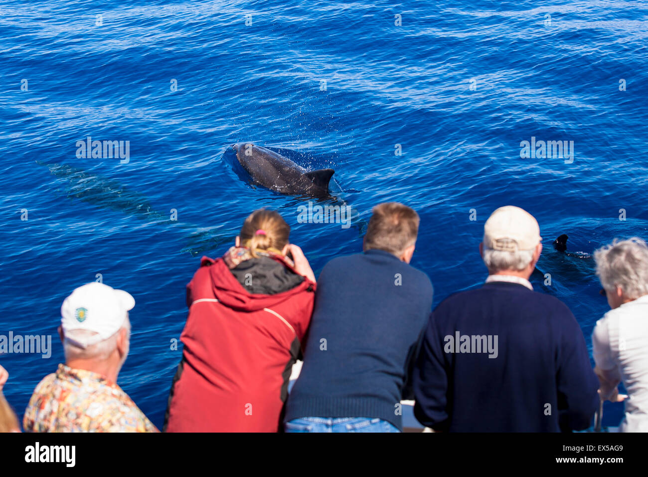 ESP, Spain, the Canary Islands, island of La Palma, boat-trip at the west coast, tourists watching bottlenose dolphins.  ESP, Sp Stock Photo