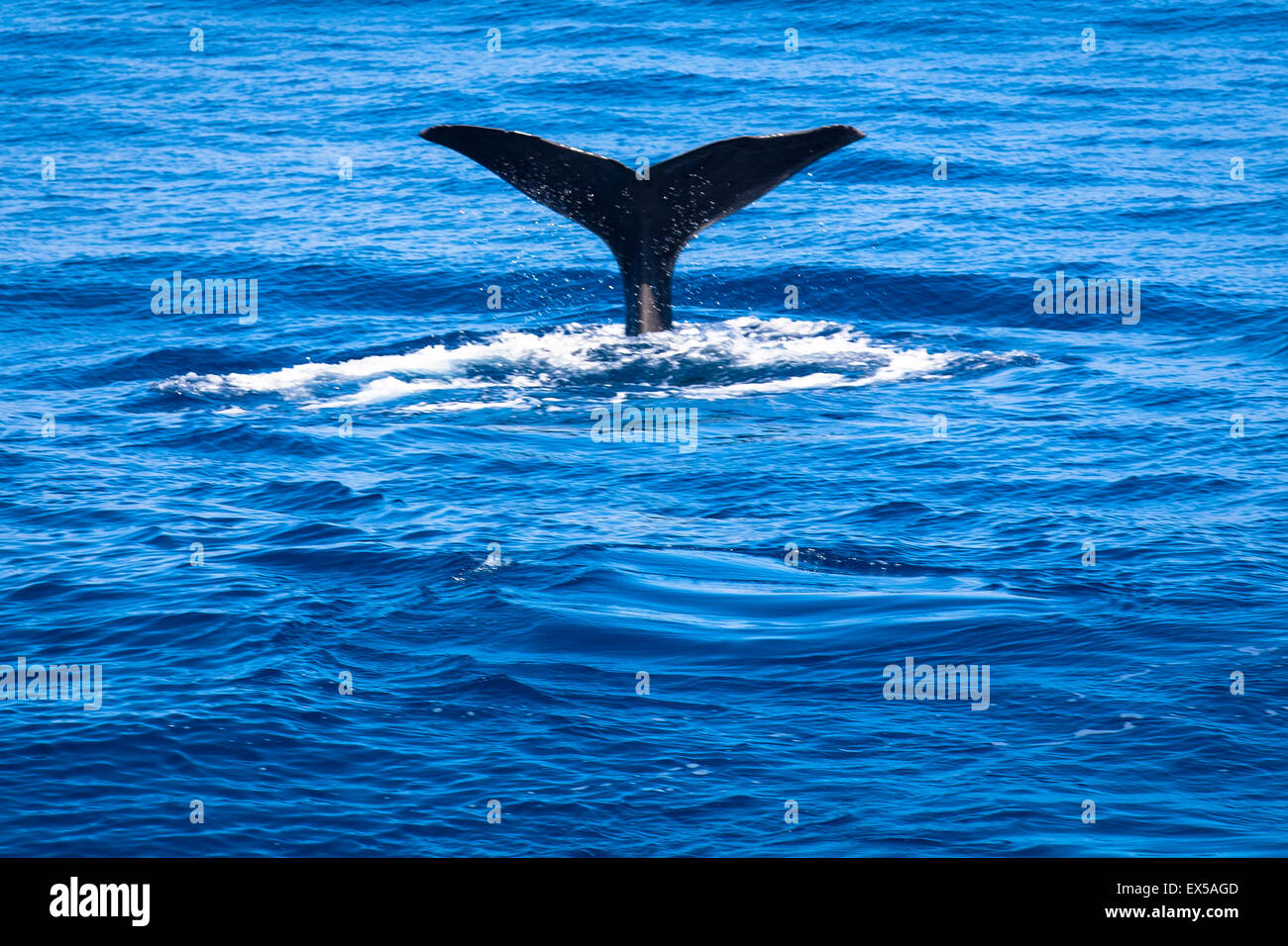 ESP, Spain, the Canary Islands, island of La Palma, boat-trip at the west coast, tail fin of a sperm whale.  ESP, Spanien, Kanar Stock Photo