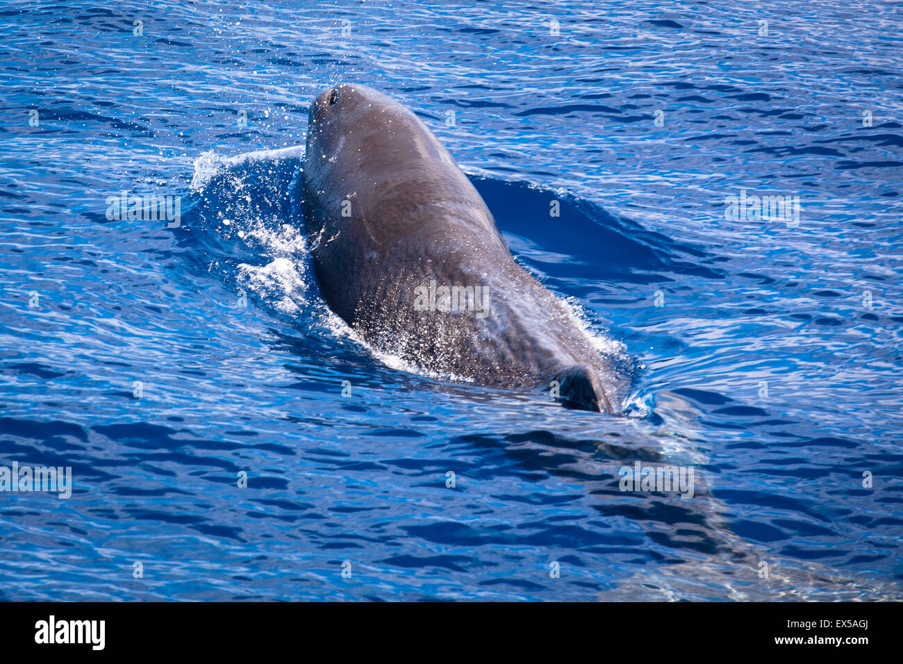 ESP, Spain, the Canary Islands, island of La Palma, boat-trip at the west coast, a sperm whale.  ESP, Spanien, Kanarische Inseln Stock Photo