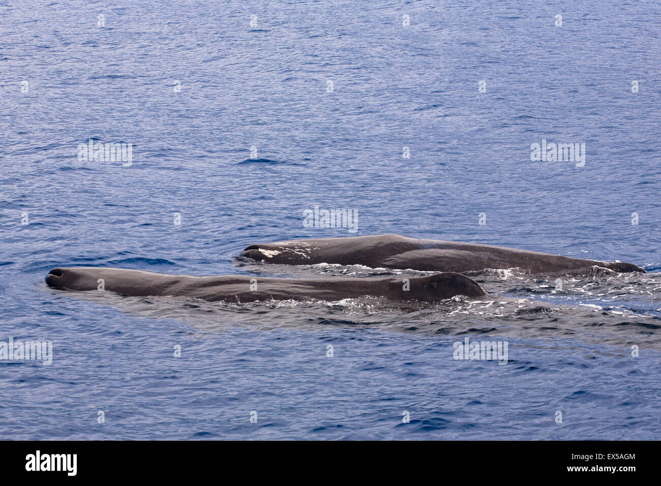 ESP, Spain, the Canary Islands, island of La Palma, boat-trip at the west coast, sperm whales.  ESP, Spanien, Kanarische Inseln, Stock Photo