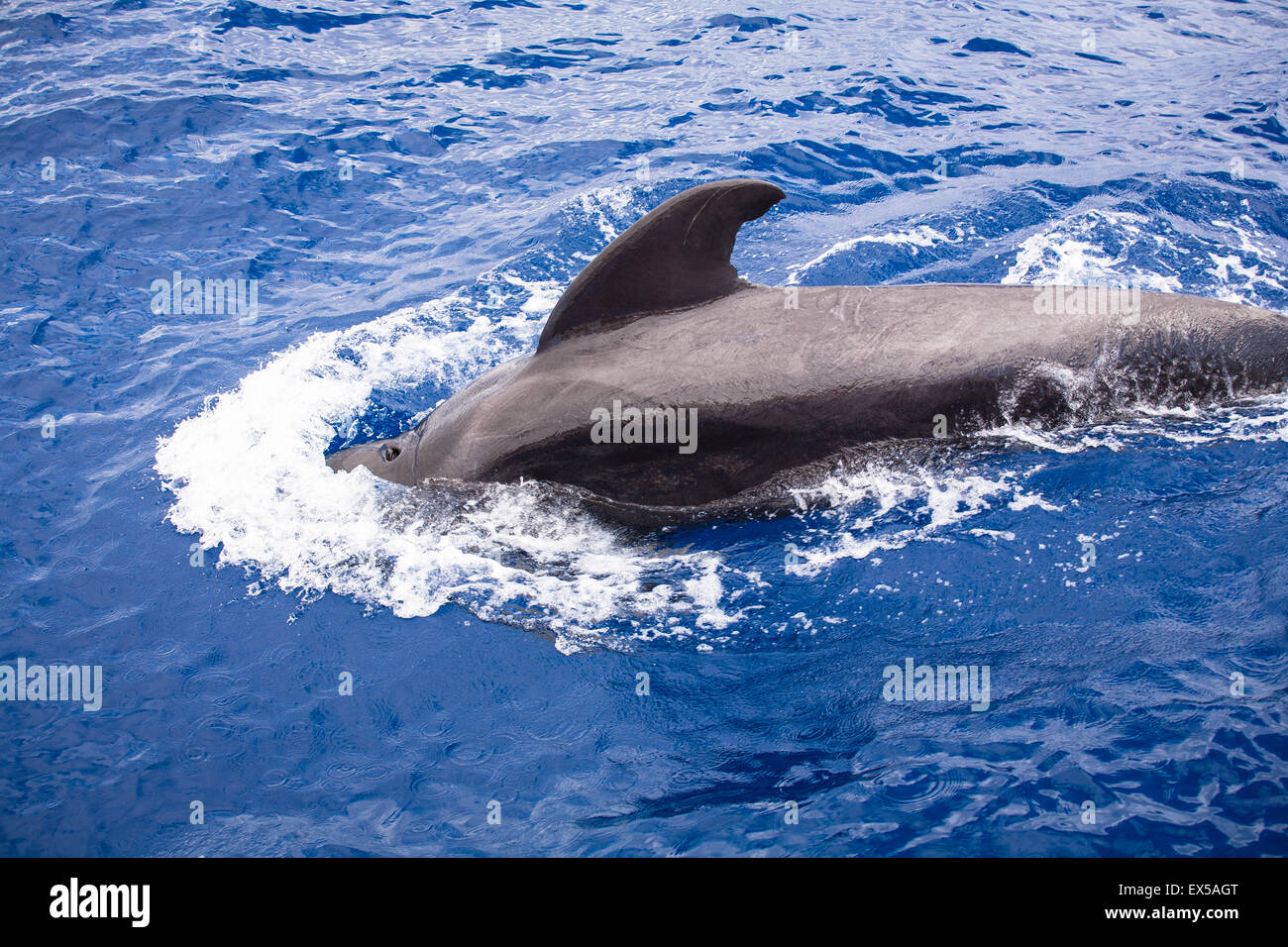 ESP, Spain, the Canary Islands, island of La Palma, boat-trip at the west coast, Short-finned Pilot Whale.  ESP, Spanien, Kanari Stock Photo