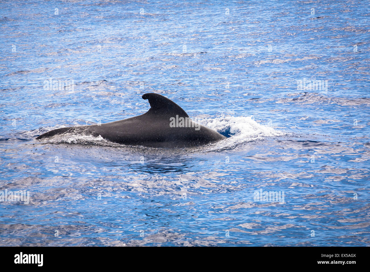 ESP, Spain, the Canary Islands, island of La Palma, boat-trip at the west coast, Short-finned Pilot Whale.  ESP, Spanien, Kanari Stock Photo