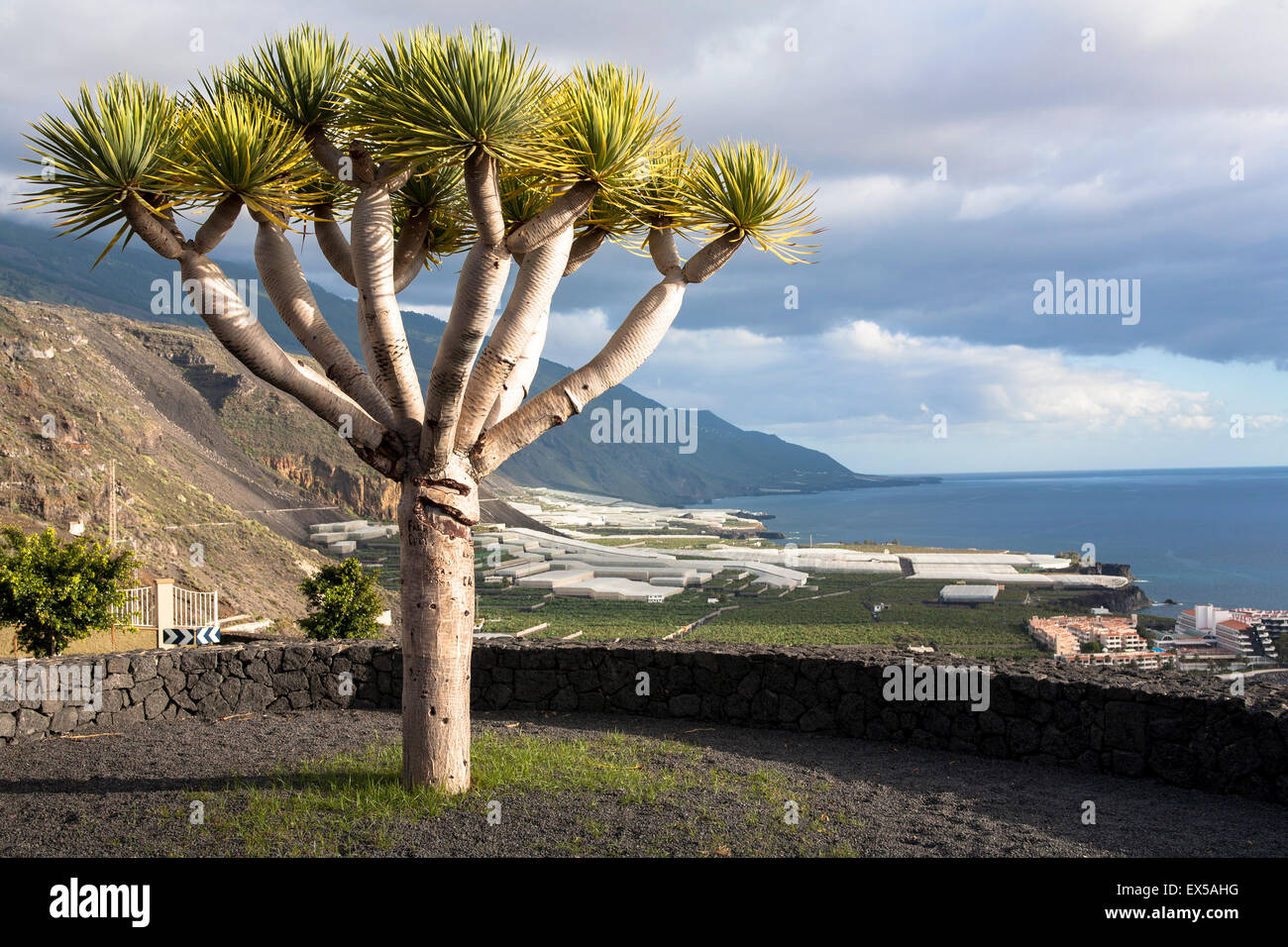 ESP, Spain, the Canary Islands, island of La Palma, at the west coast near Puerto Naos, Dragon Tree or Drago (lat. Dracaena drac Stock Photo