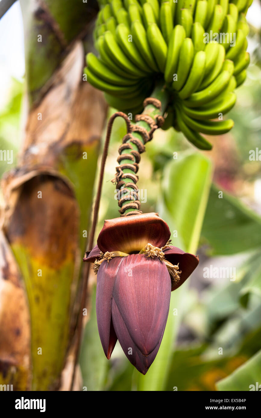 ESP, Spain, the Canary Islands, island of La Palma, banana plant with blossom near Las Indias.  ESP, Spanien, Kanarische Inseln, Stock Photo