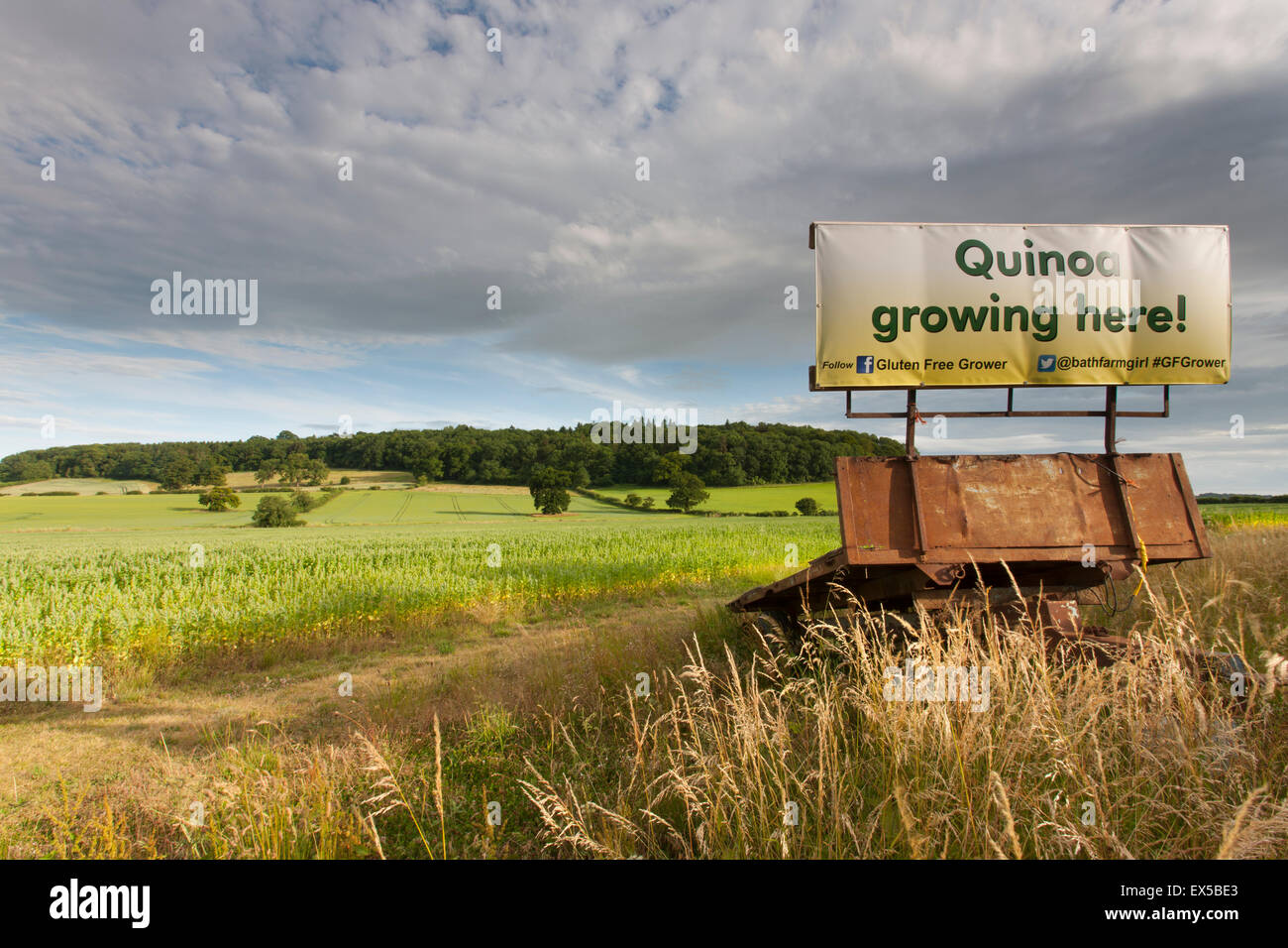 Quinoa Growing Here Stock Photo