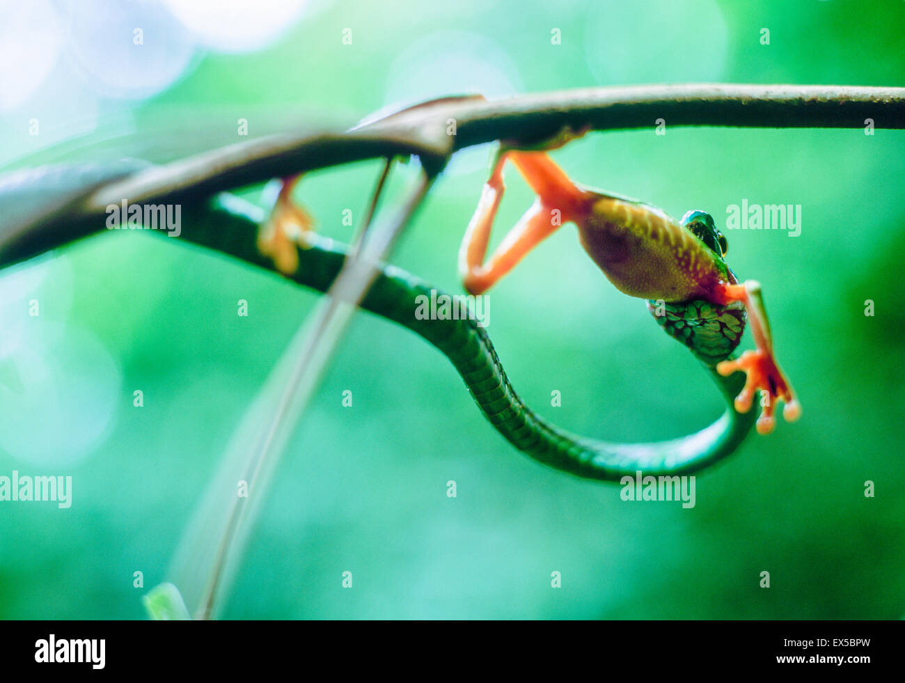 Parrot snake eating a red eyed tree frog in the Manuel Antonio National
