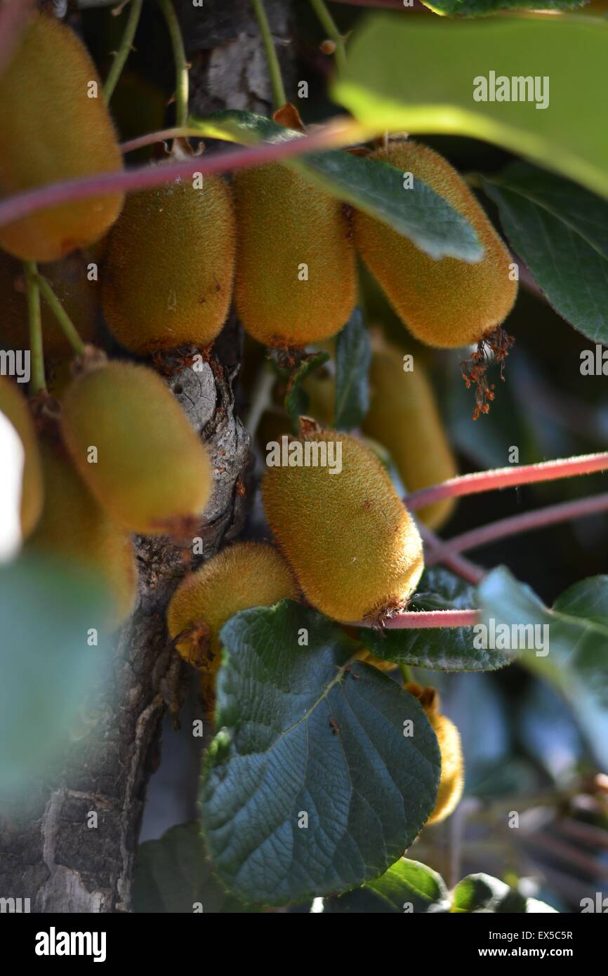 Kiwi tree fruit leaves hi-res stock photography and images - Alamy