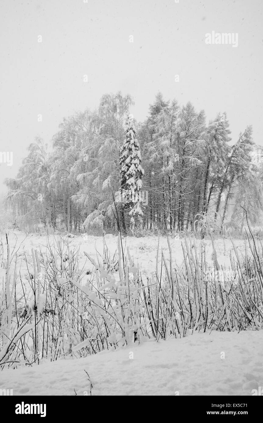 Field trees snow Black and White Stock Photos & Images - Alamy