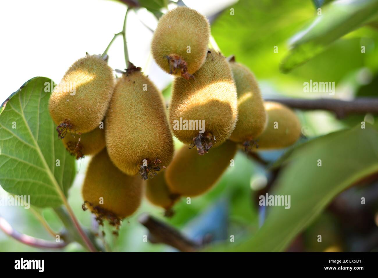 Kiwi tree hi-res stock photography and images - Alamy
