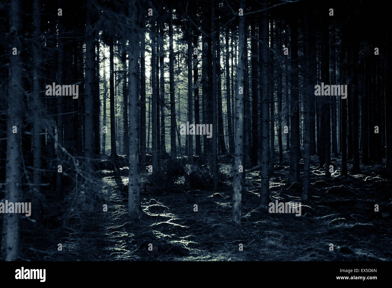 Deep dark woods hi-res stock photography and images - Alamy, image size:1300x956