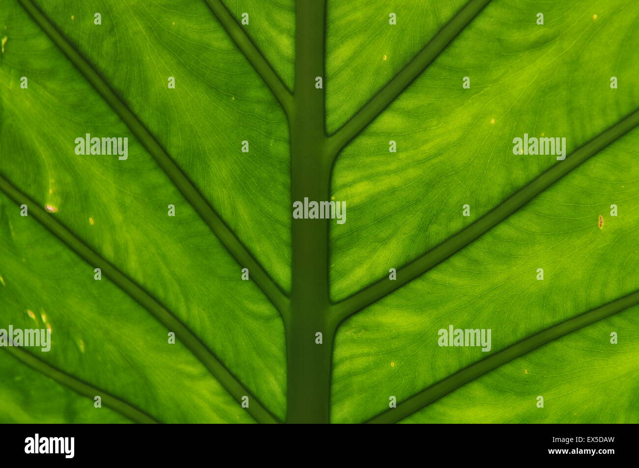 Detail of a leaf Stock Photo