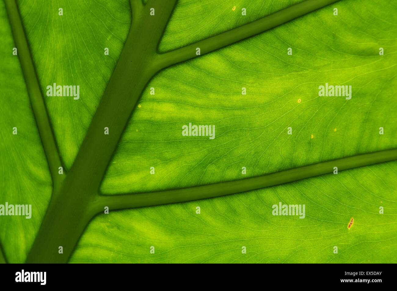 Close up shot of luscious green leaf, conveys tranquility serenity peace Stock Photo