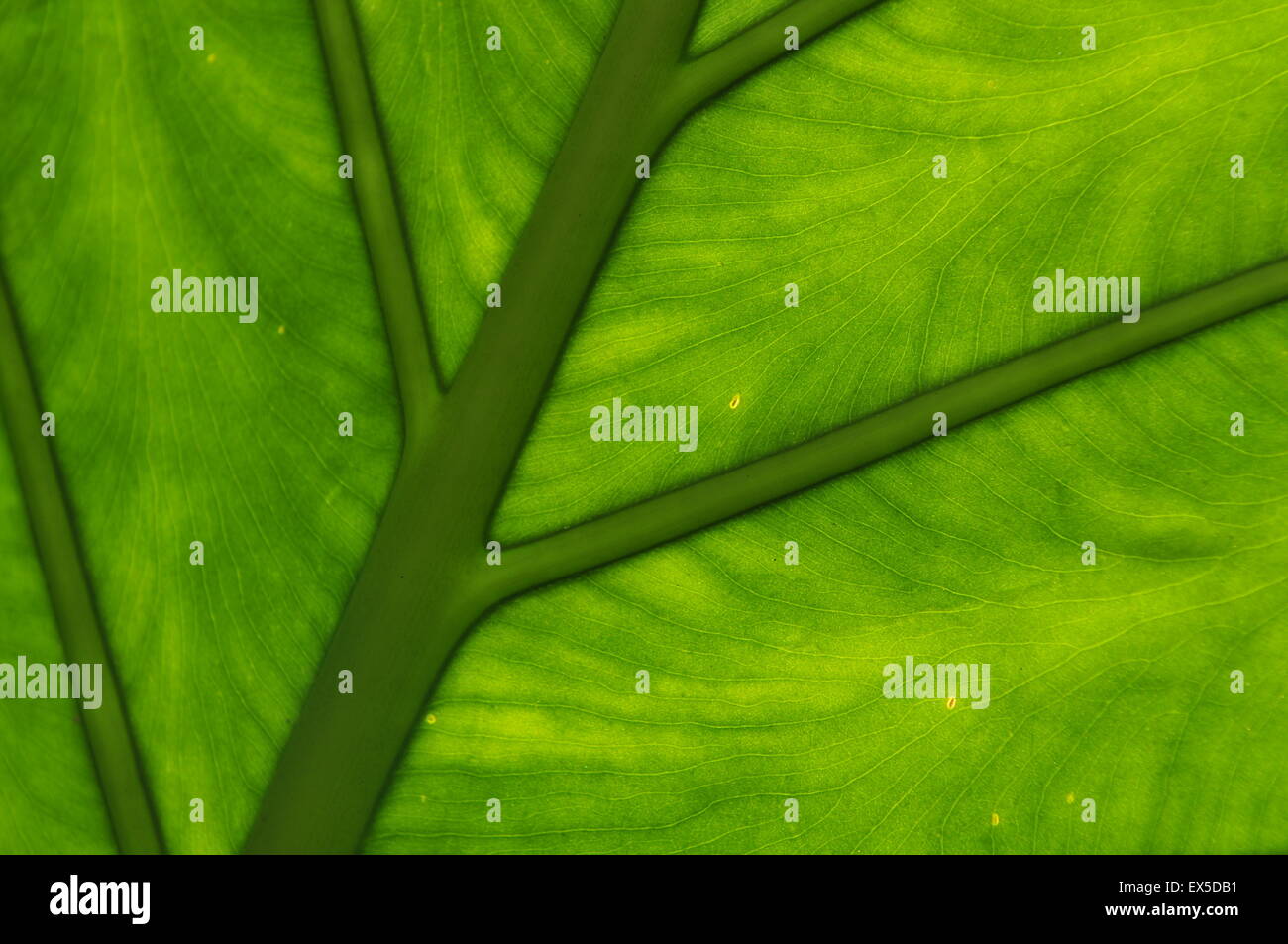 Close up shot of luscious green leaf, conveys tranquility serenity peace Stock Photo