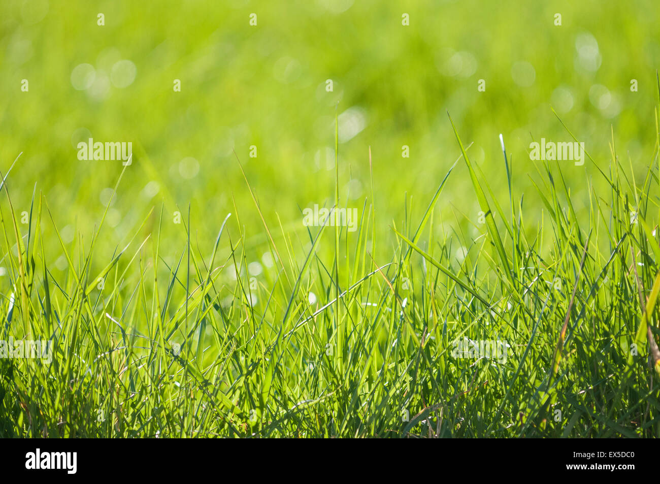 Nature background, luscious green grass in spring Stock Photo