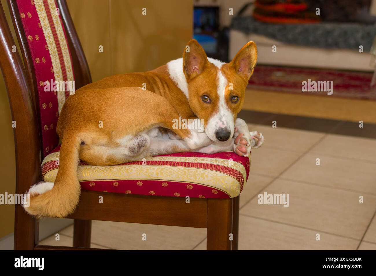 Tired Basenji having rest on a chair Stock Photo - Alamy