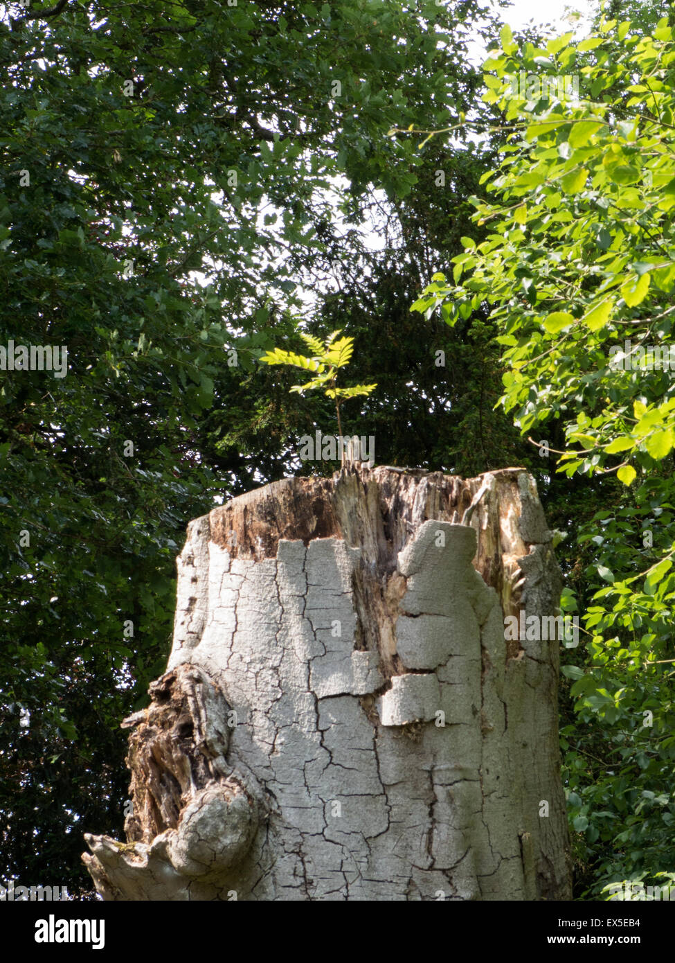 Oak tree growing out of an old stump Stock Photo Alamy