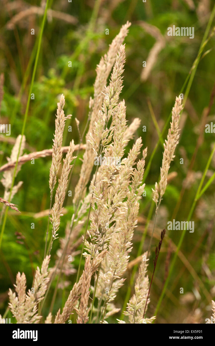 Creeping Soft-grass seed heads Stock Photo