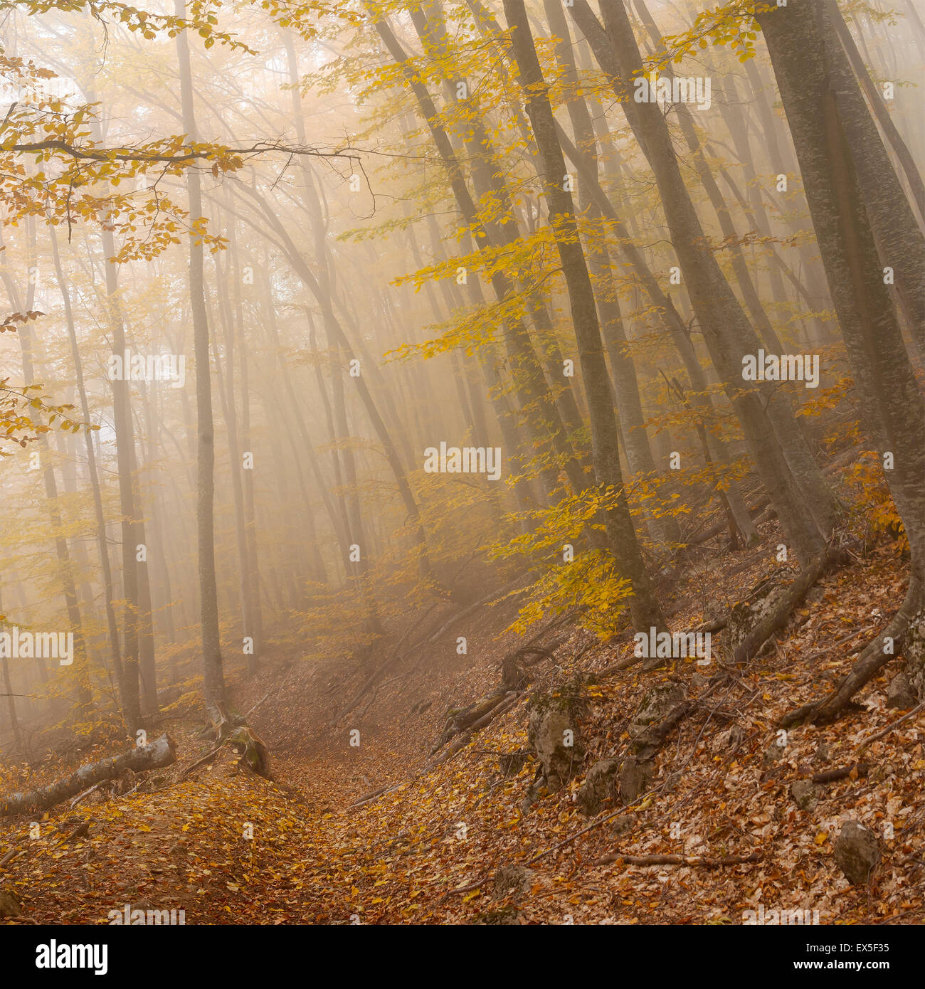 Landscape in wild autumnal foggy forest Stock Photo - Alamy