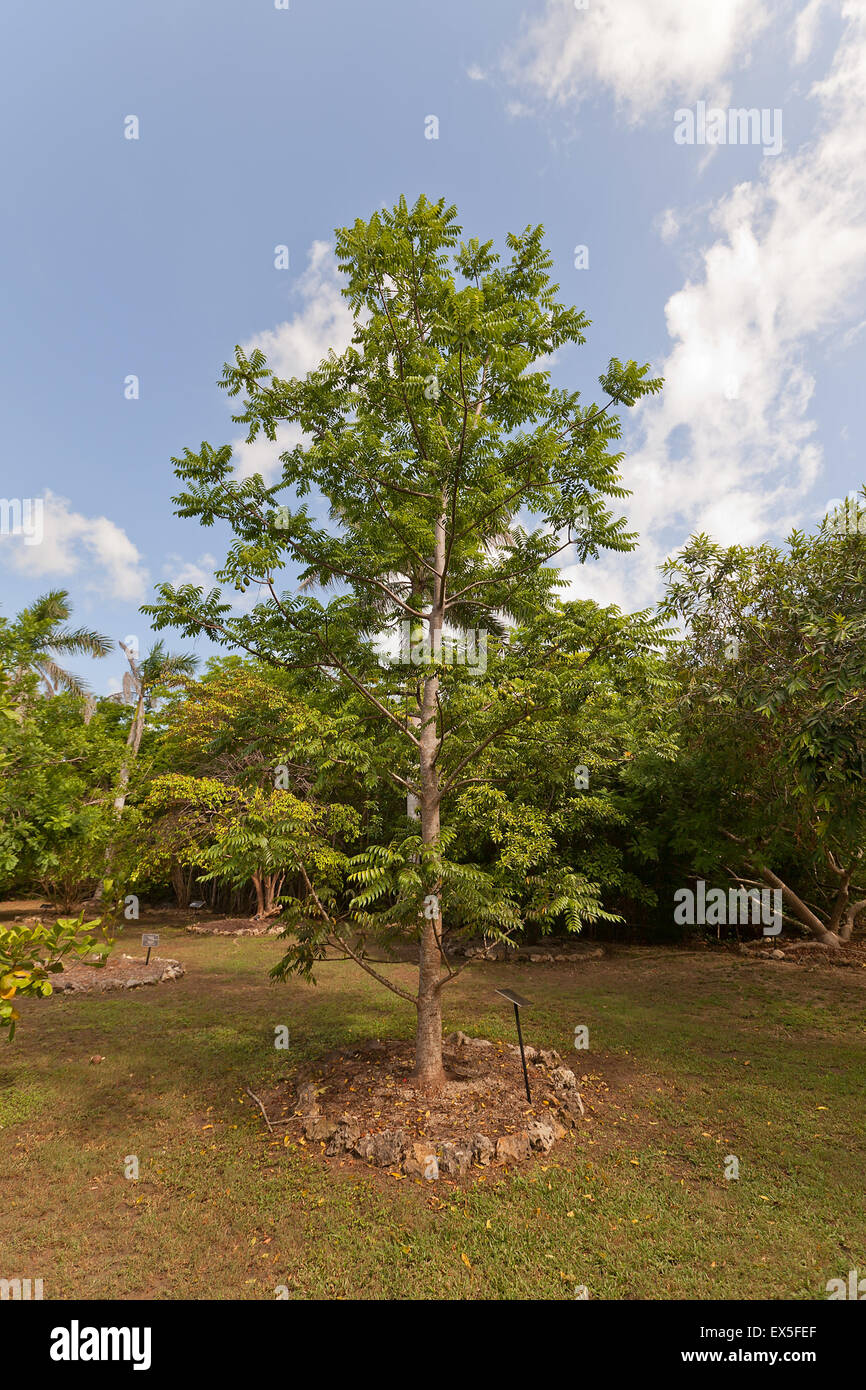 Ambarella tree (Spondias cytherea, Spondias dulcis, June plum, Kedondong) in Queen Elizabeth II Botanic Park of Grand Cayman Stock Photo