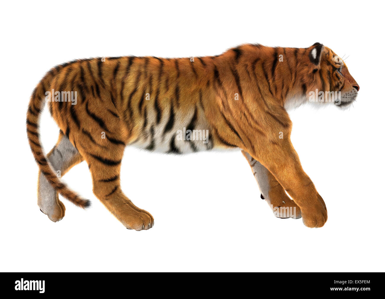 3D digital render of a tiger walking isolated on white background Stock  Photo - Alamy