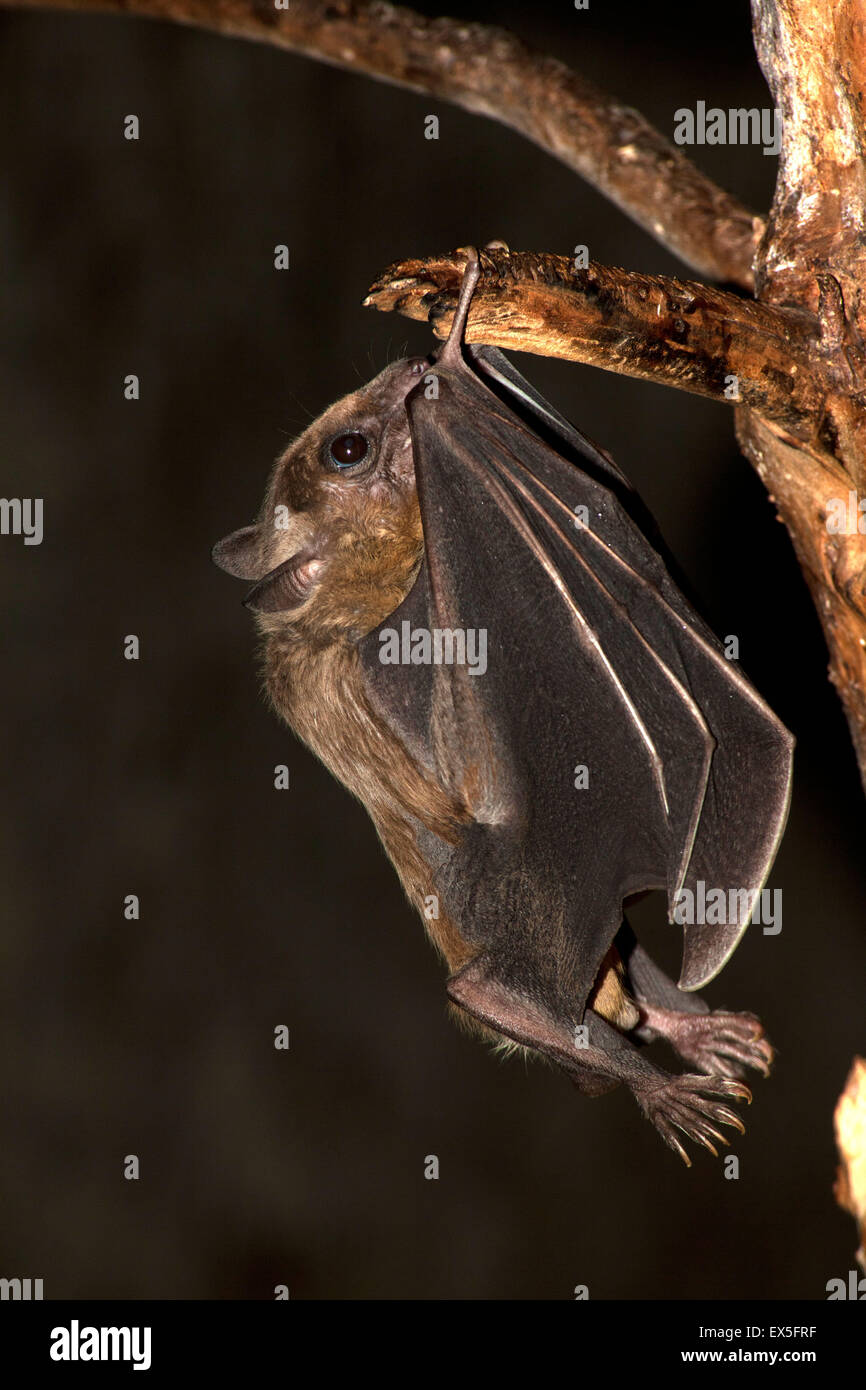 Egyptian fruit bat (Rousettus aegyptiacus) Stock Photo