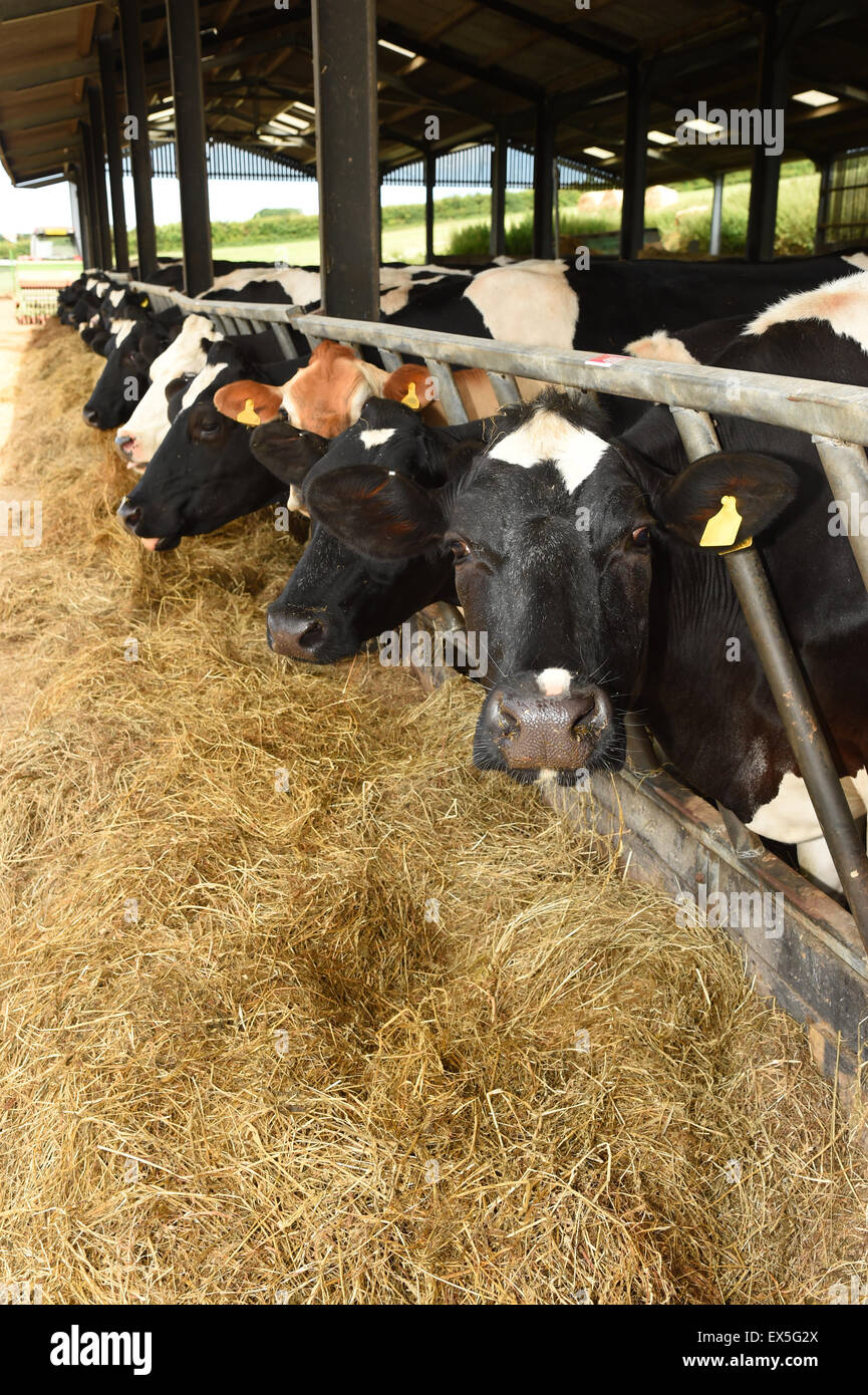 Cows feeding on a dairy farm prior to miking Stock Photo Alamy