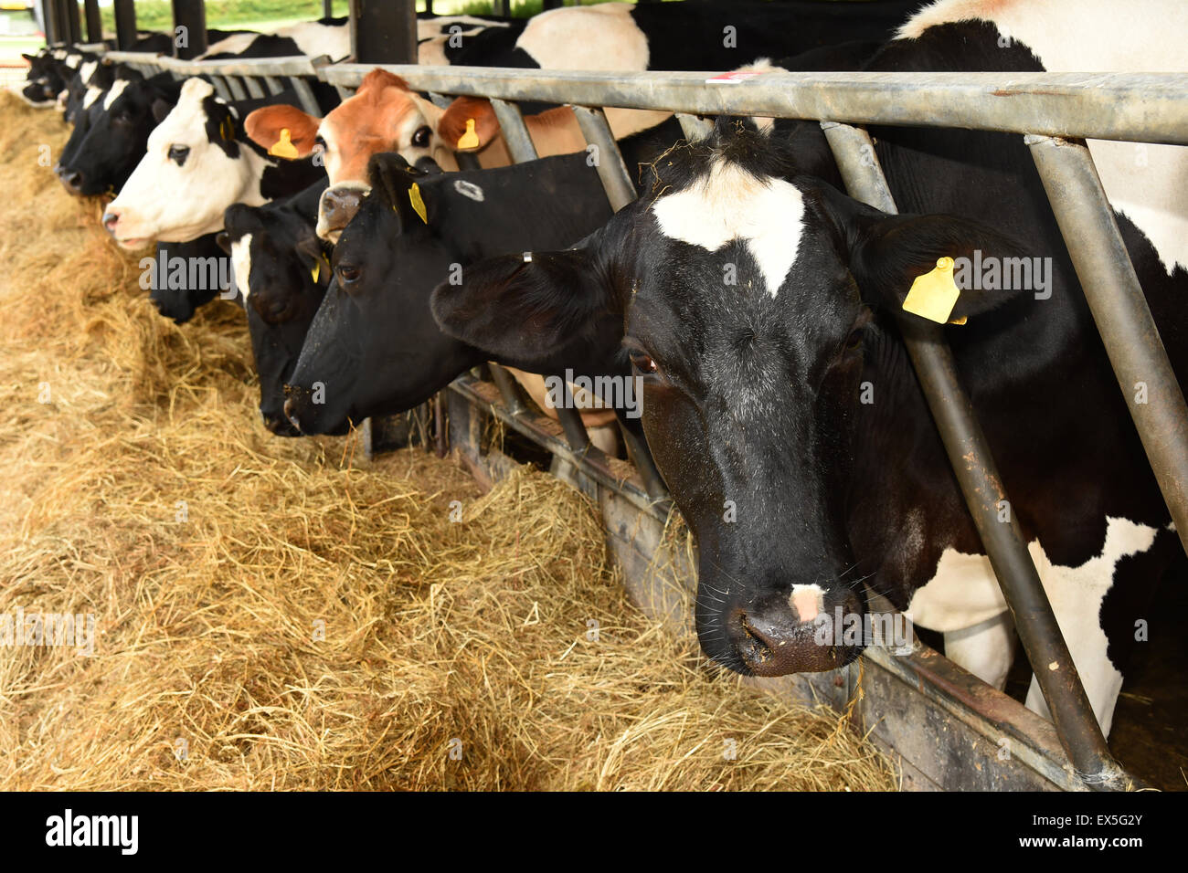 Farmer feeding cows feeding hires stock photography and images Alamy